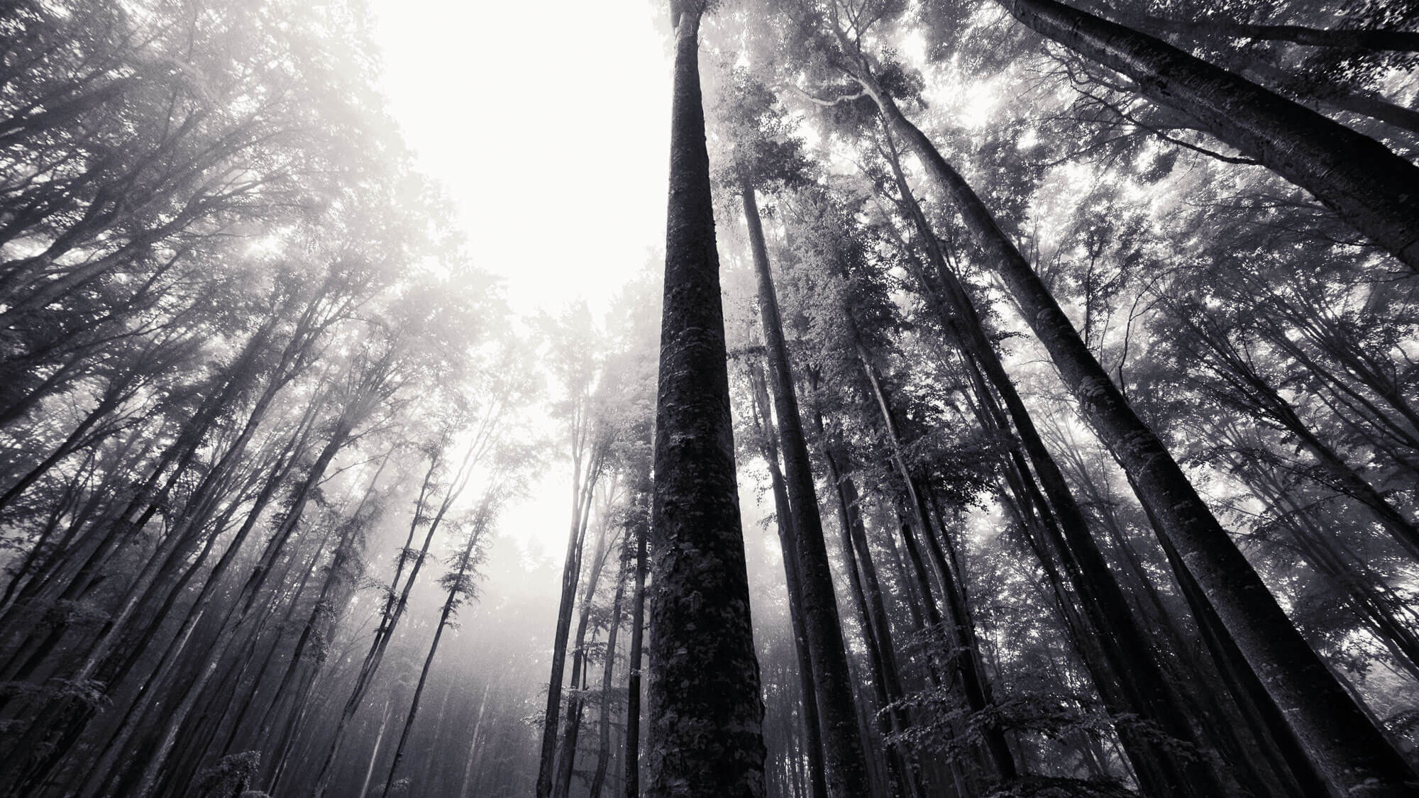 foresta-faggio-faggeto-alberi_1__lav